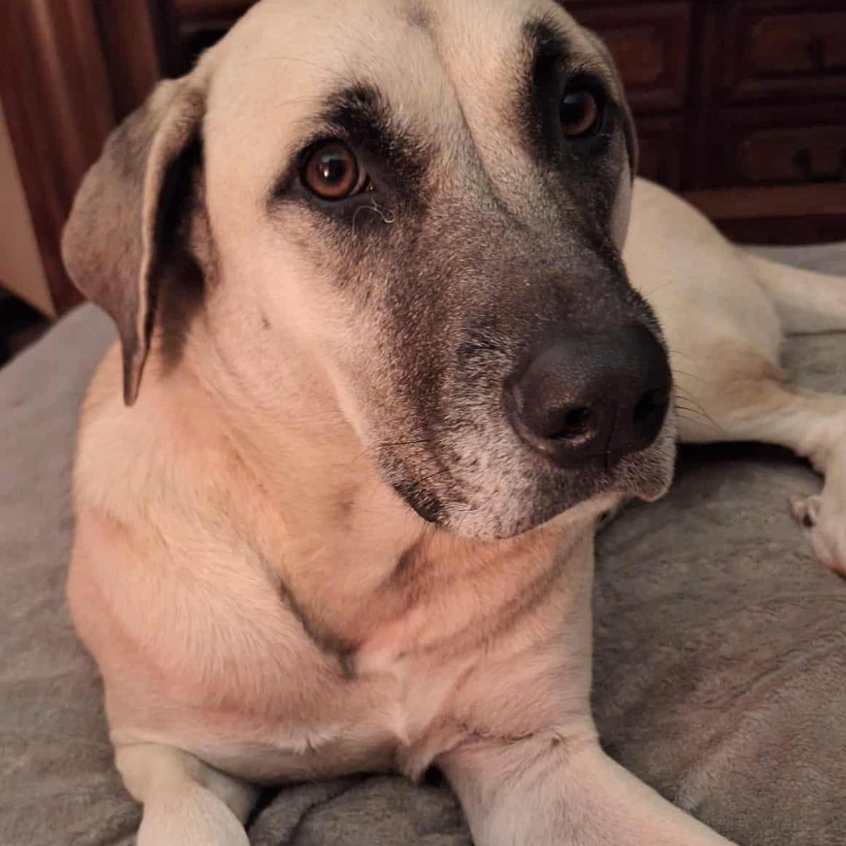 Enlarge Sadie Mae , a Adoptable Anatolian Shepherd in CUMMING, GA image 3/3