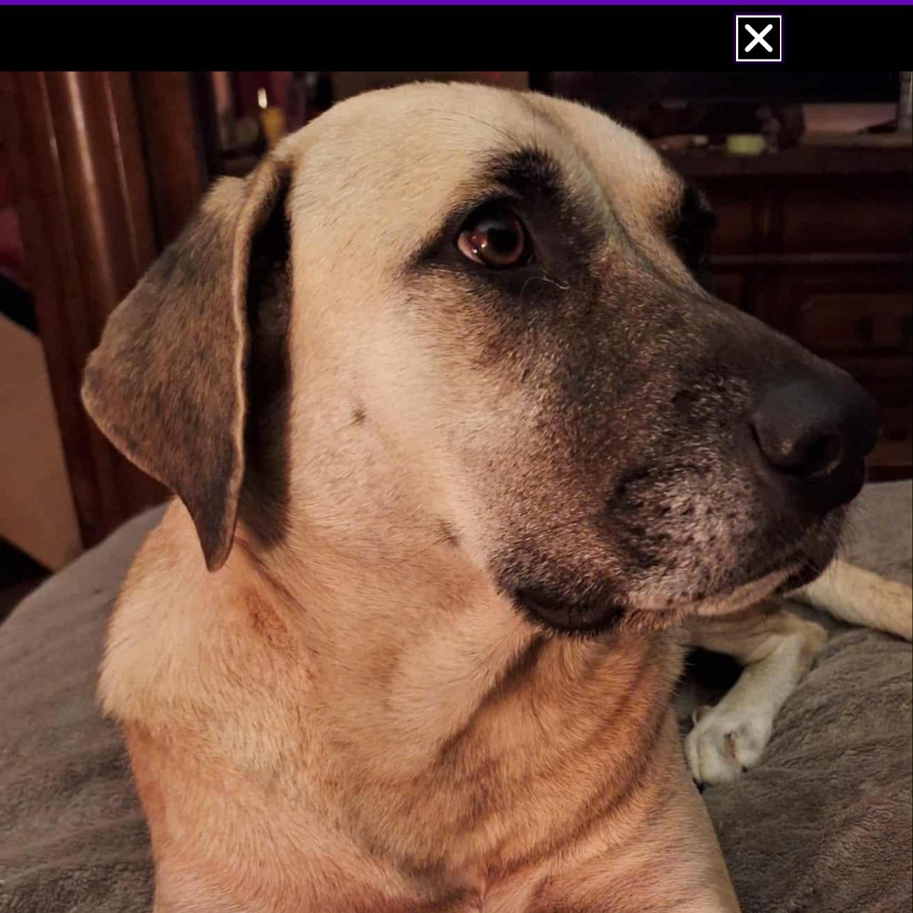 Enlarge Sadie Mae , a Adoptable Anatolian Shepherd in CUMMING, GA image 2/3