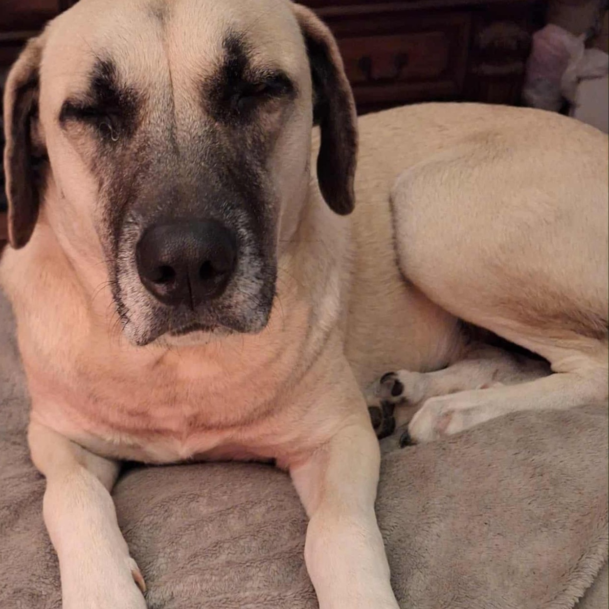 Sadie Mae , Adoptable, Young Female Anatolian Shepherd.