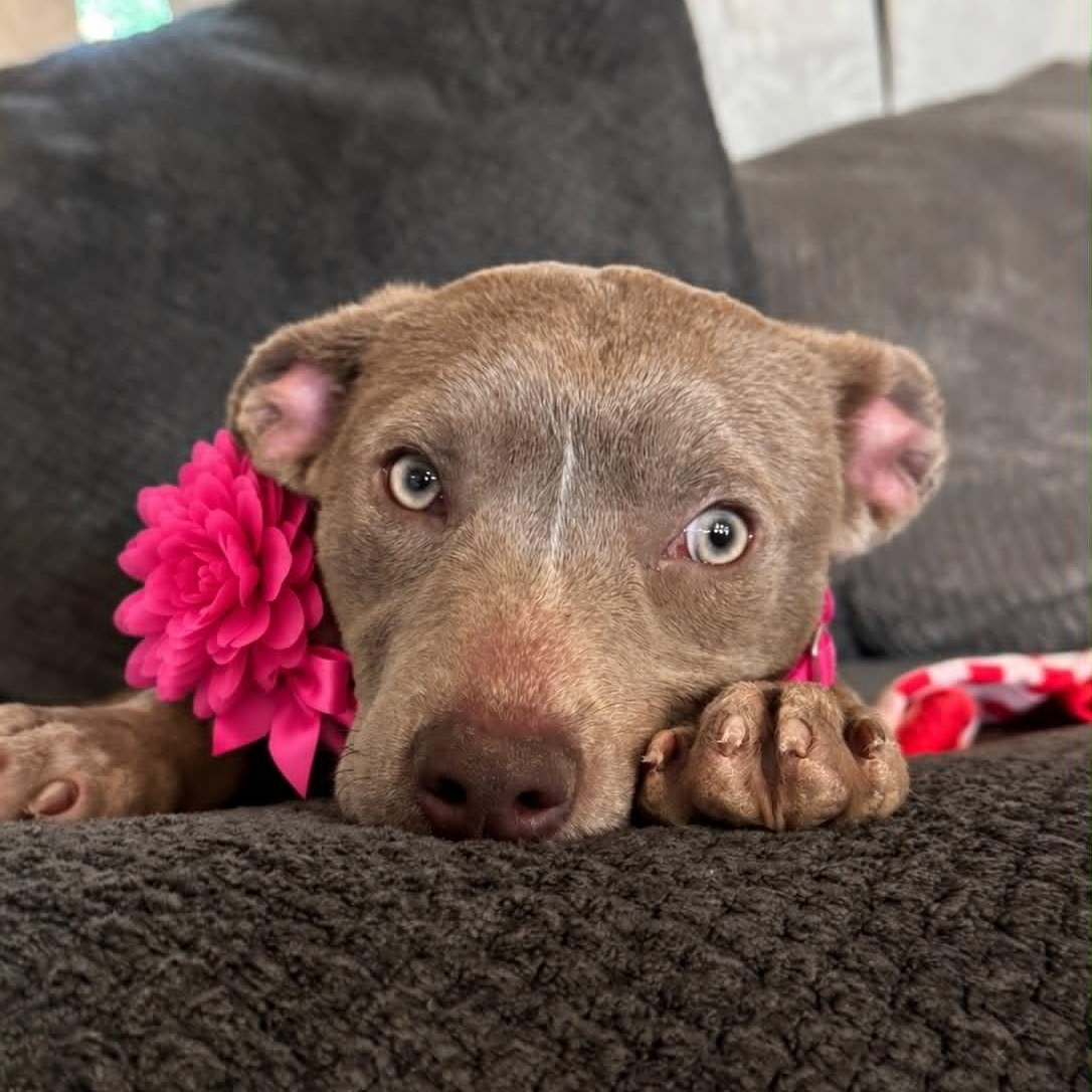 Peach, Adoptable, Puppy Female Mixed Breed.