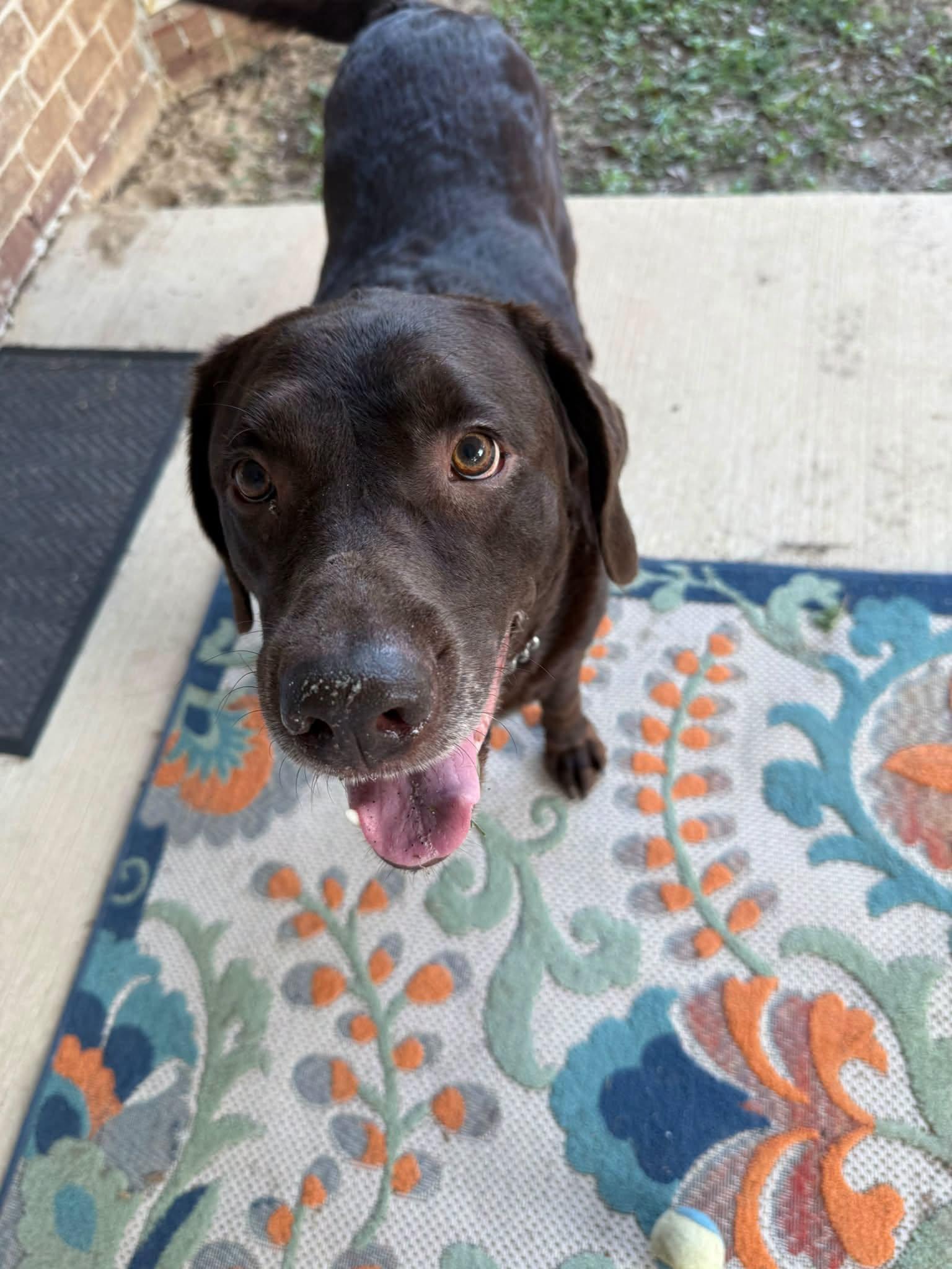 Enlarge DUKE, a Adoptable Chocolate Labrador Retriever in Navarre, FL image 2/2