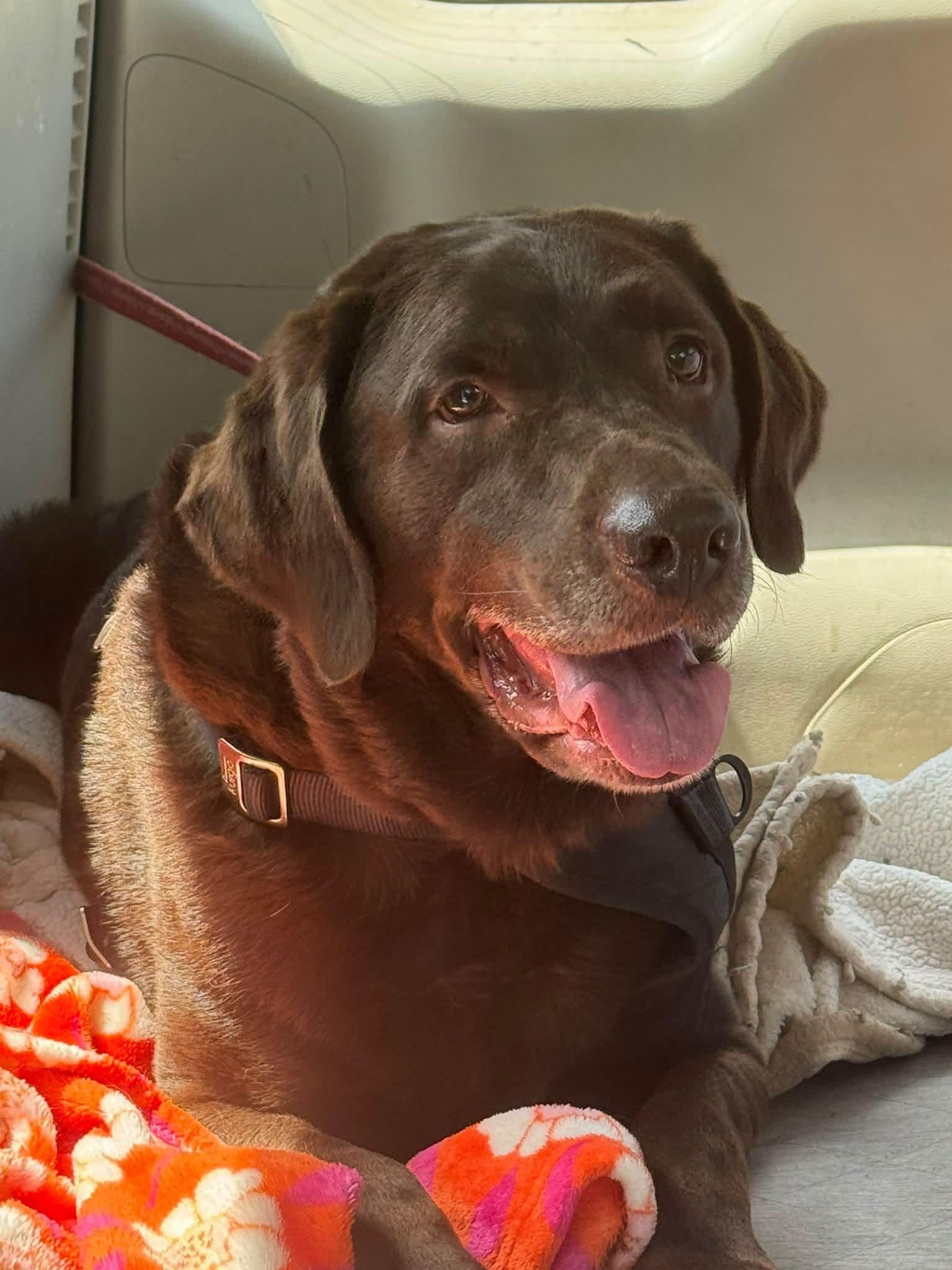 DUKE, Adoptable, Adult Male Chocolate Labrador Retriever.