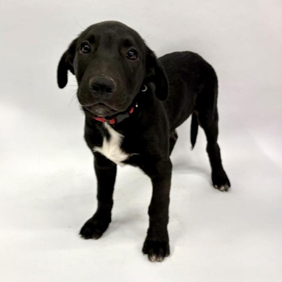 Enlarge Buzz, a Adoptable mixed breed in Fulton, MO image 1/4