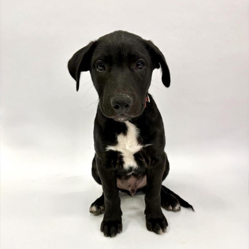 Enlarge Buzz, a Adoptable mixed breed in Fulton, MO image 2/4