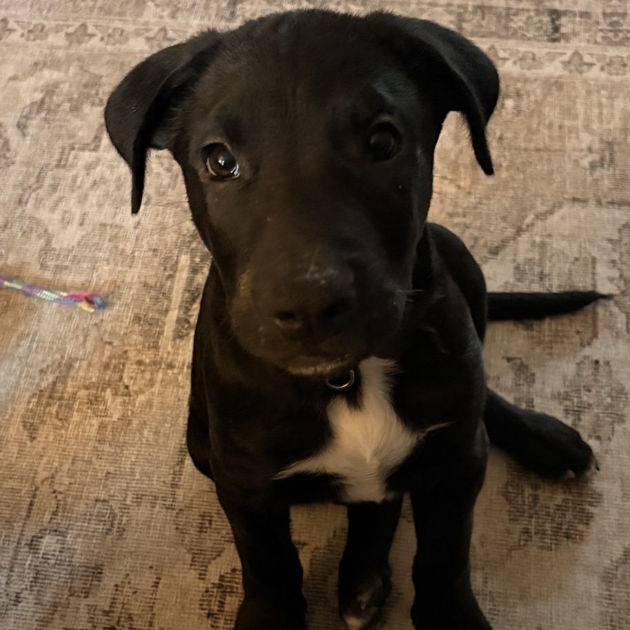 Enlarge Buzz, a Adoptable mixed breed in Fulton, MO image 3/4