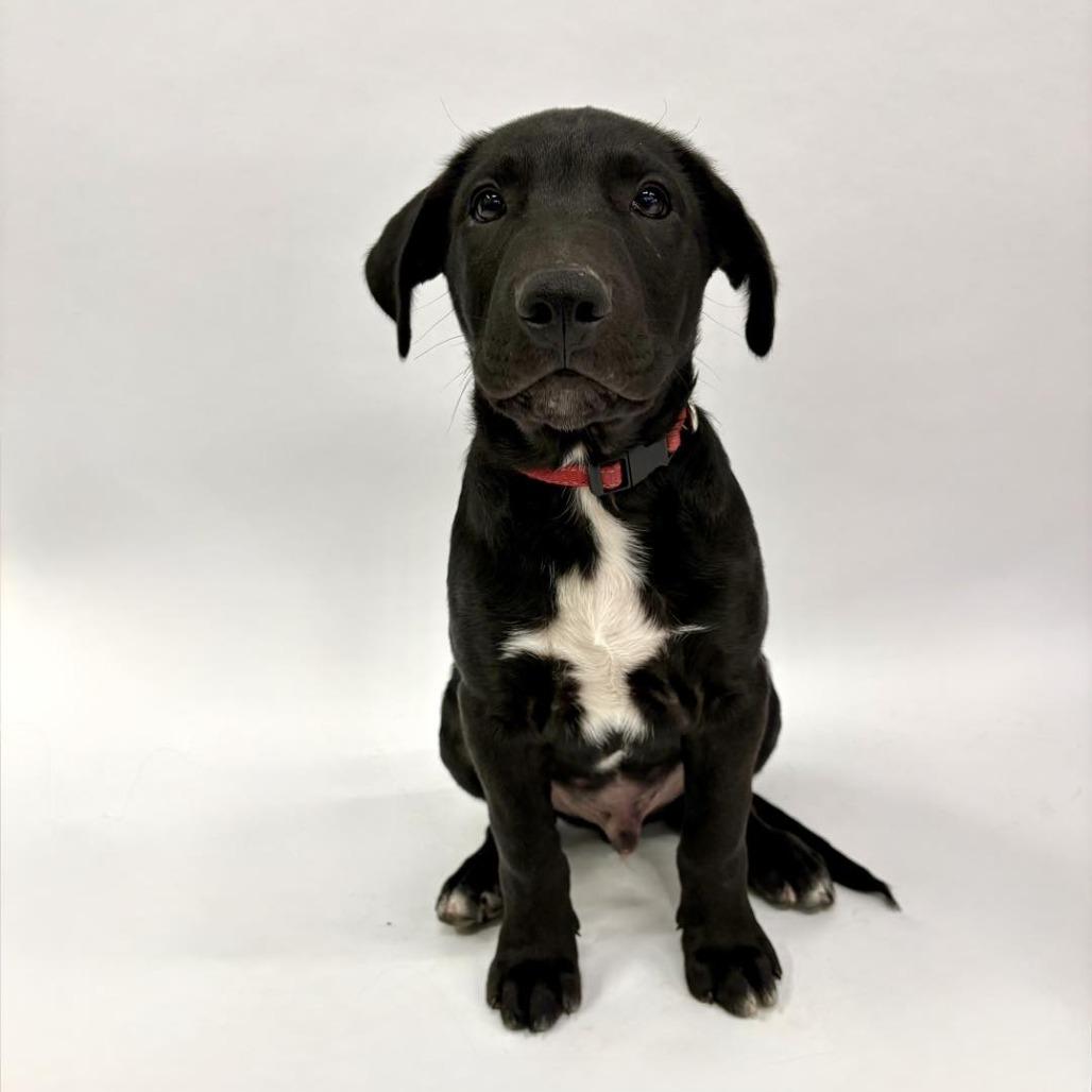 Enlarge Buzz, a Adoptable mixed breed in Fulton, MO image 4/4