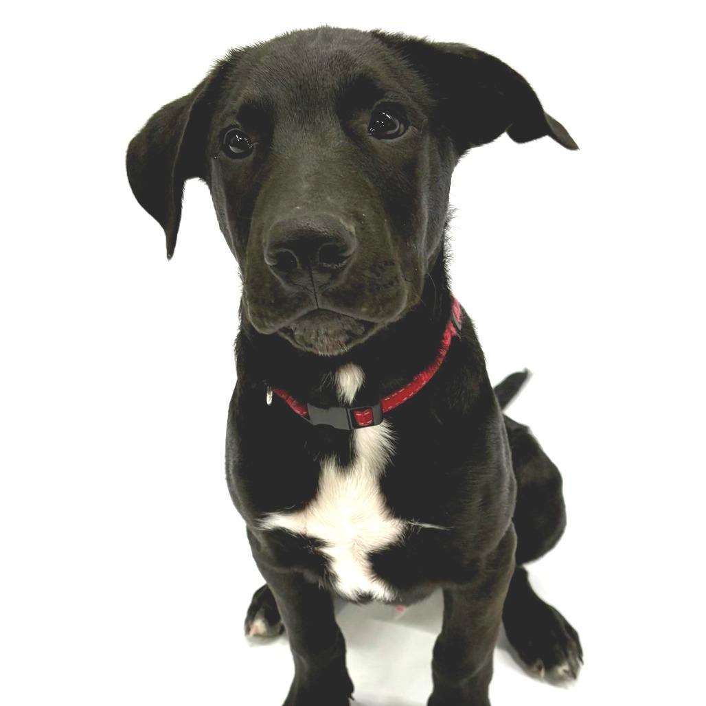 Enlarge Buzz, a Adoptable mixed breed in Fulton, MO image 5/5