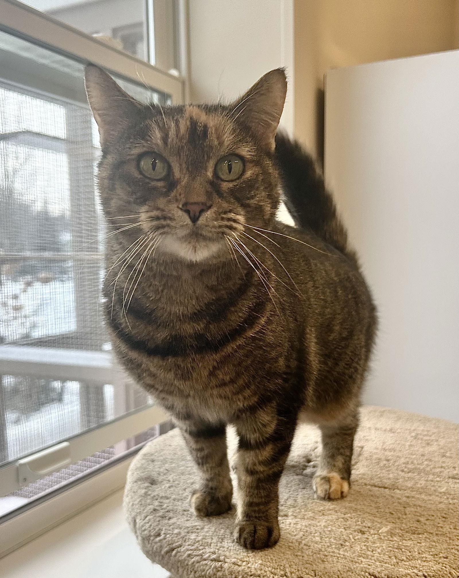 Bella, Adopted, Adult Female Domestic Short Hair.