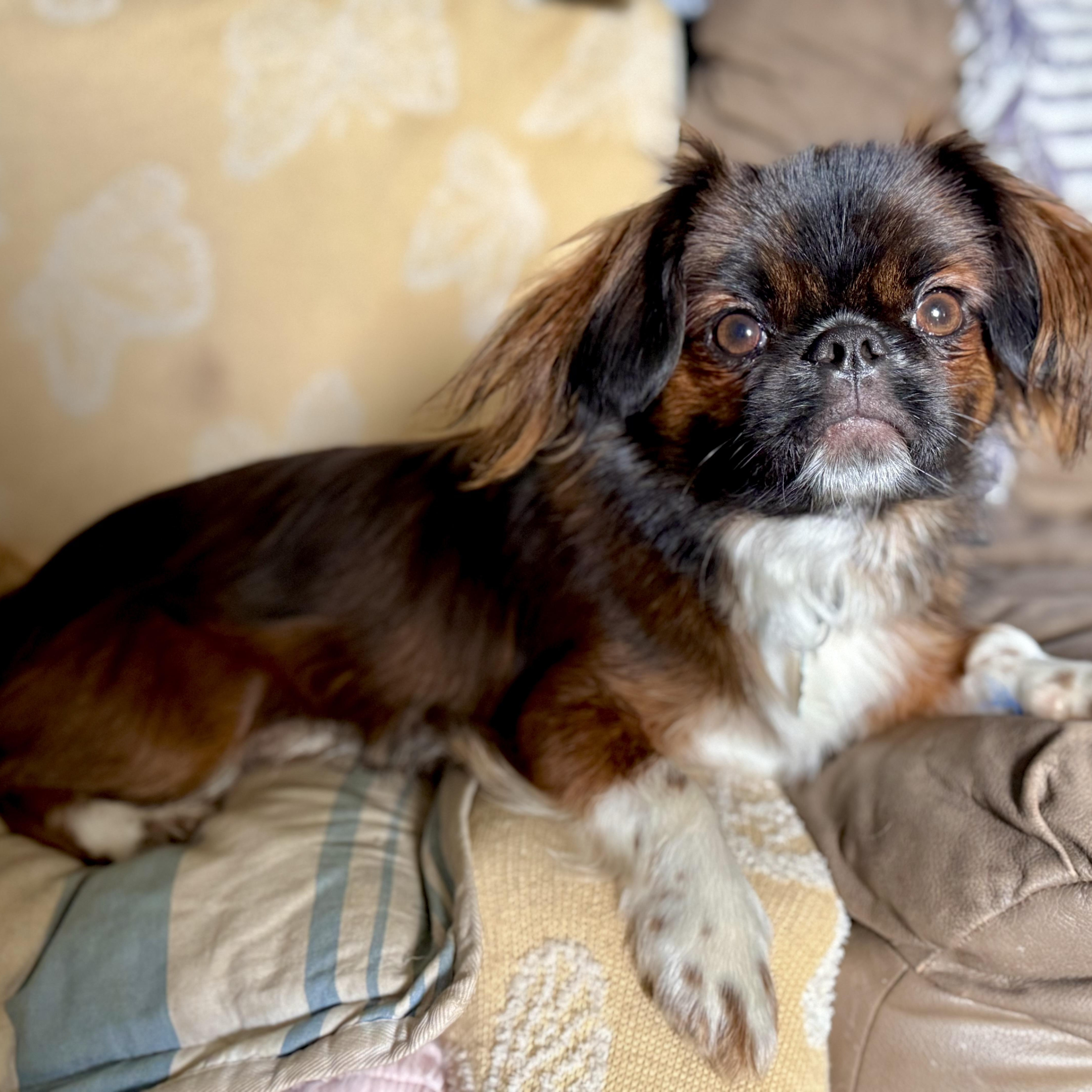Gizmo, an adoptable Pekingese in Santa Monica, CA, 90403 | Photo Image 2