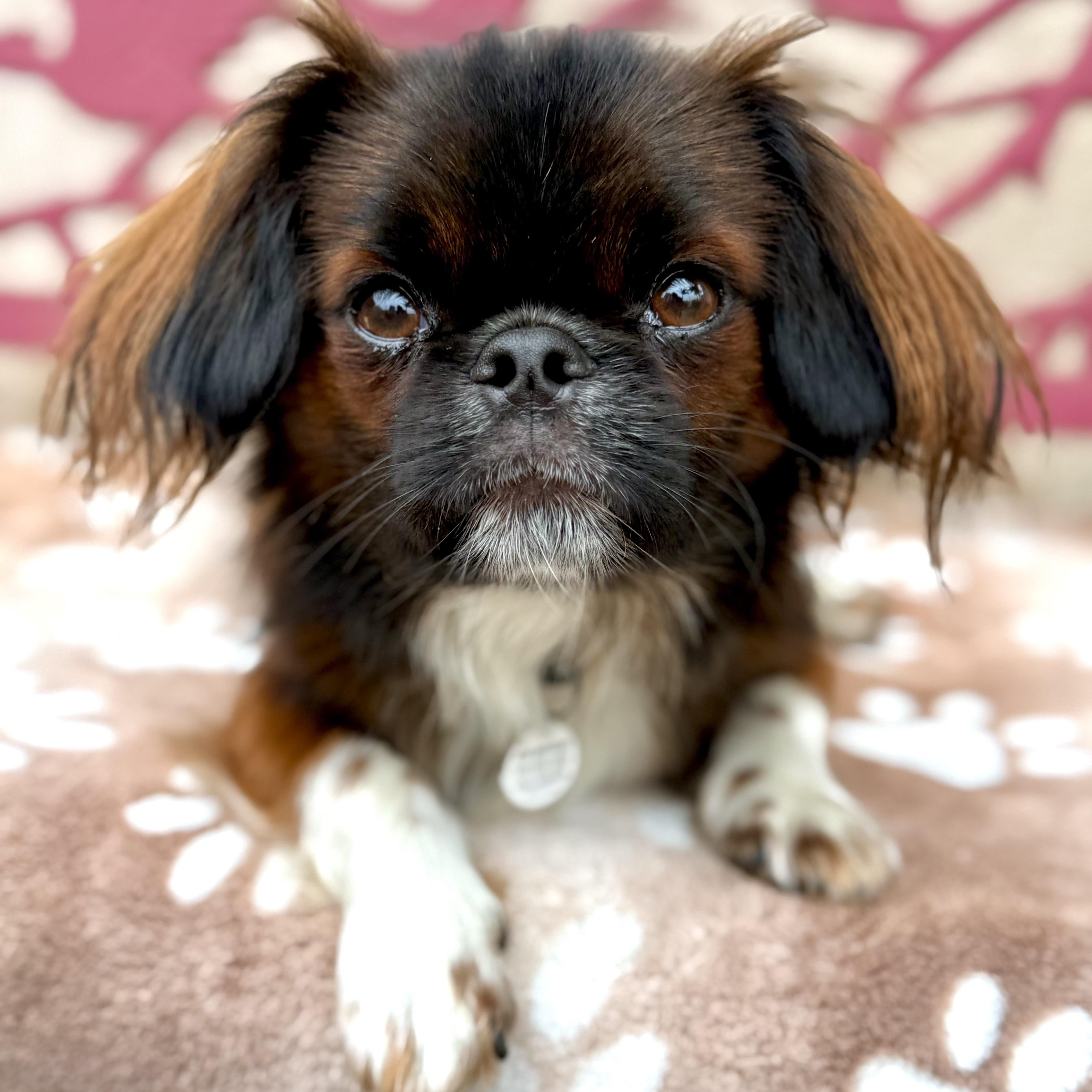 Gizmo, an adoptable Pekingese in Santa Monica, CA, 90403 | Photo Image 3