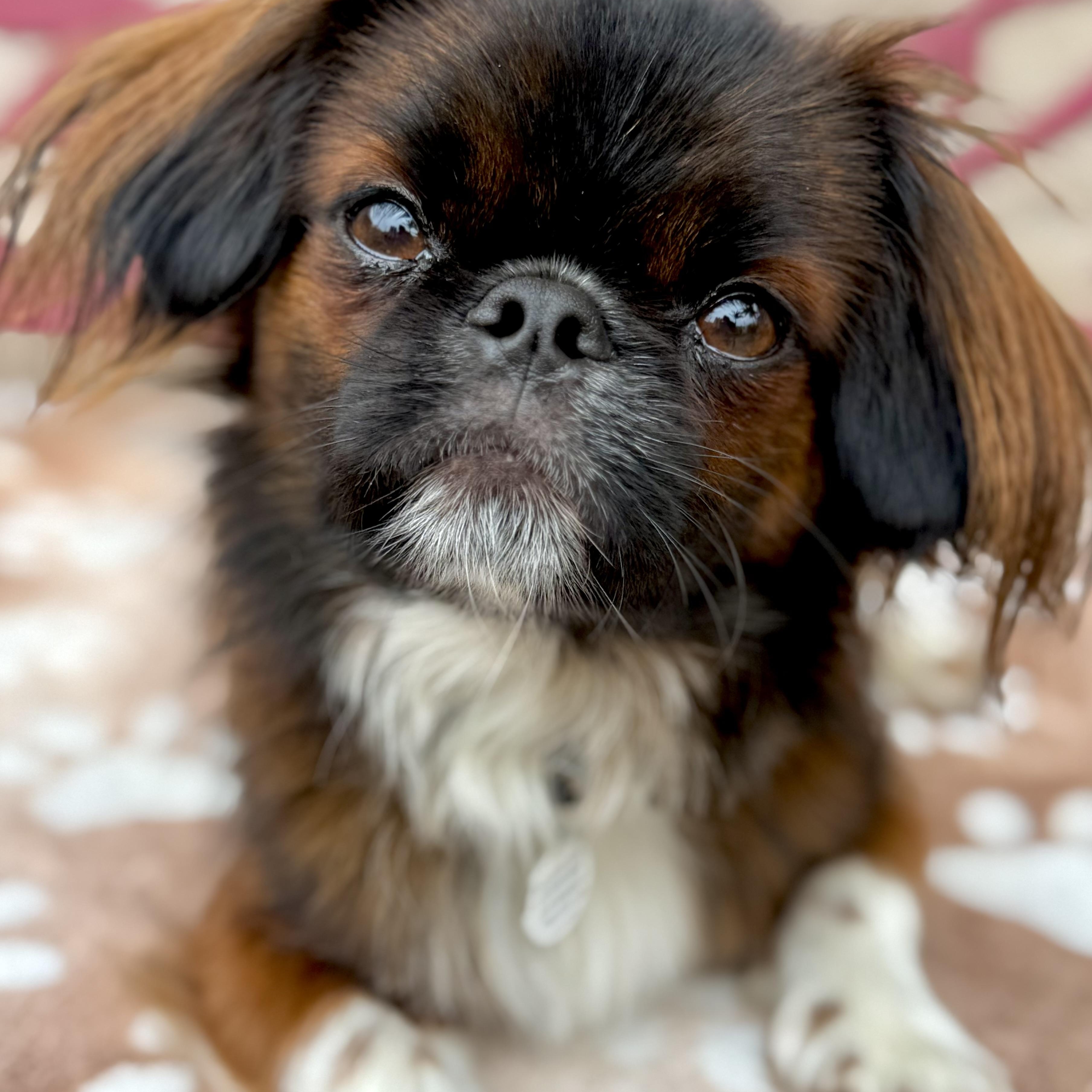 Gizmo, an adoptable Pekingese in Santa Monica, CA, 90403 | Photo Image 4