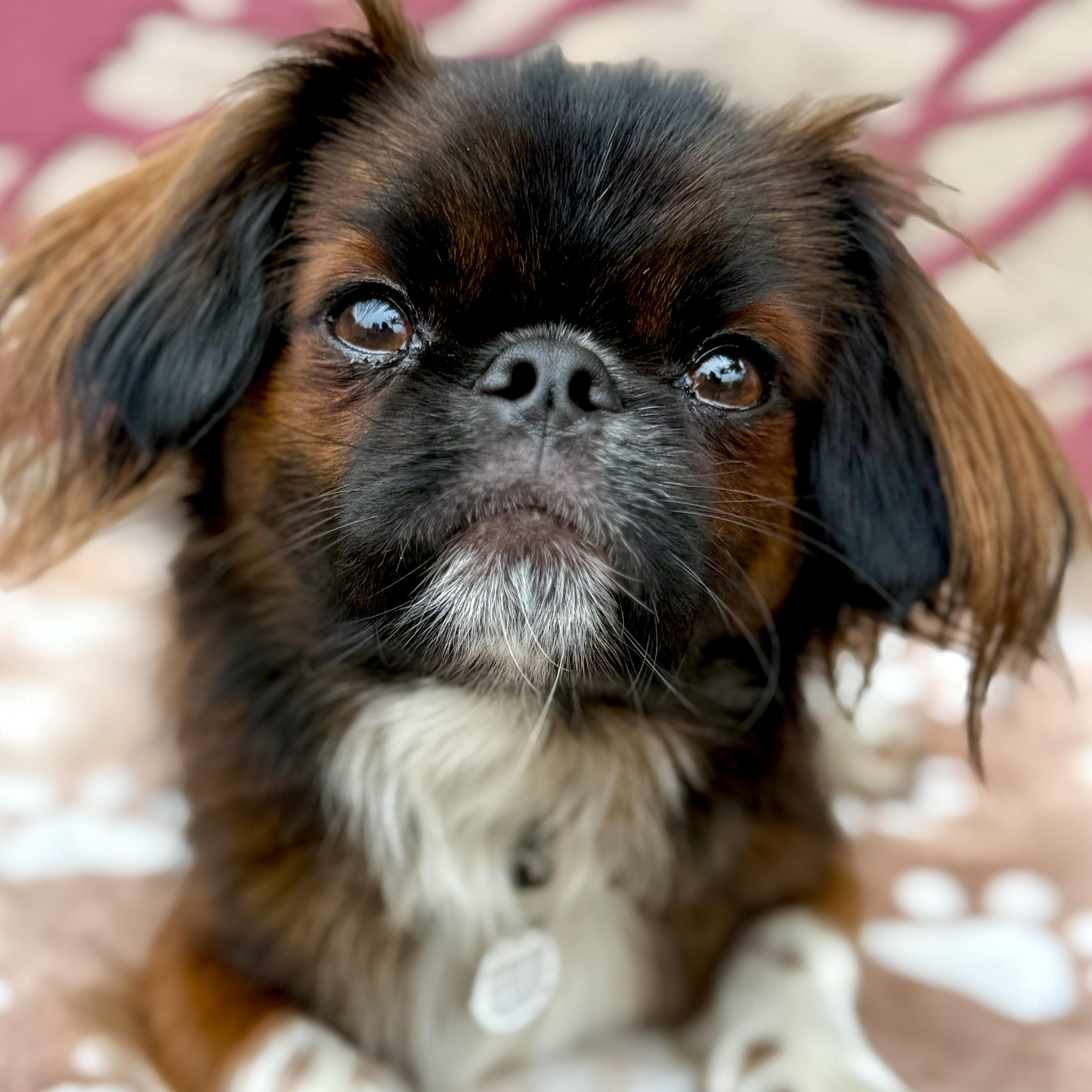 Gizmo, an adoptable Pekingese in Santa Monica, CA, 90403 | Photo Image 1