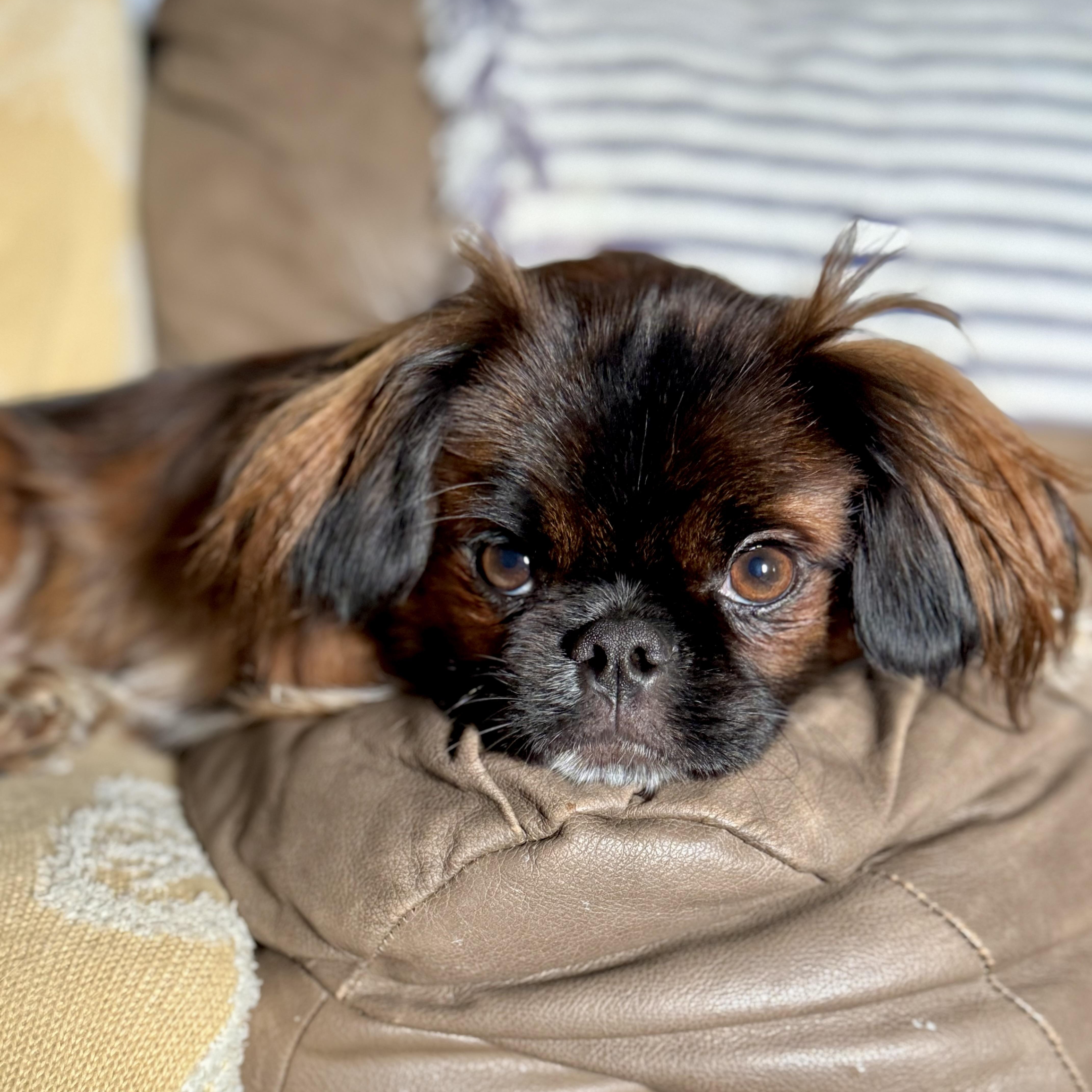 Gizmo, an adoptable Pekingese in Santa Monica, CA, 90403 | Photo Image 5
