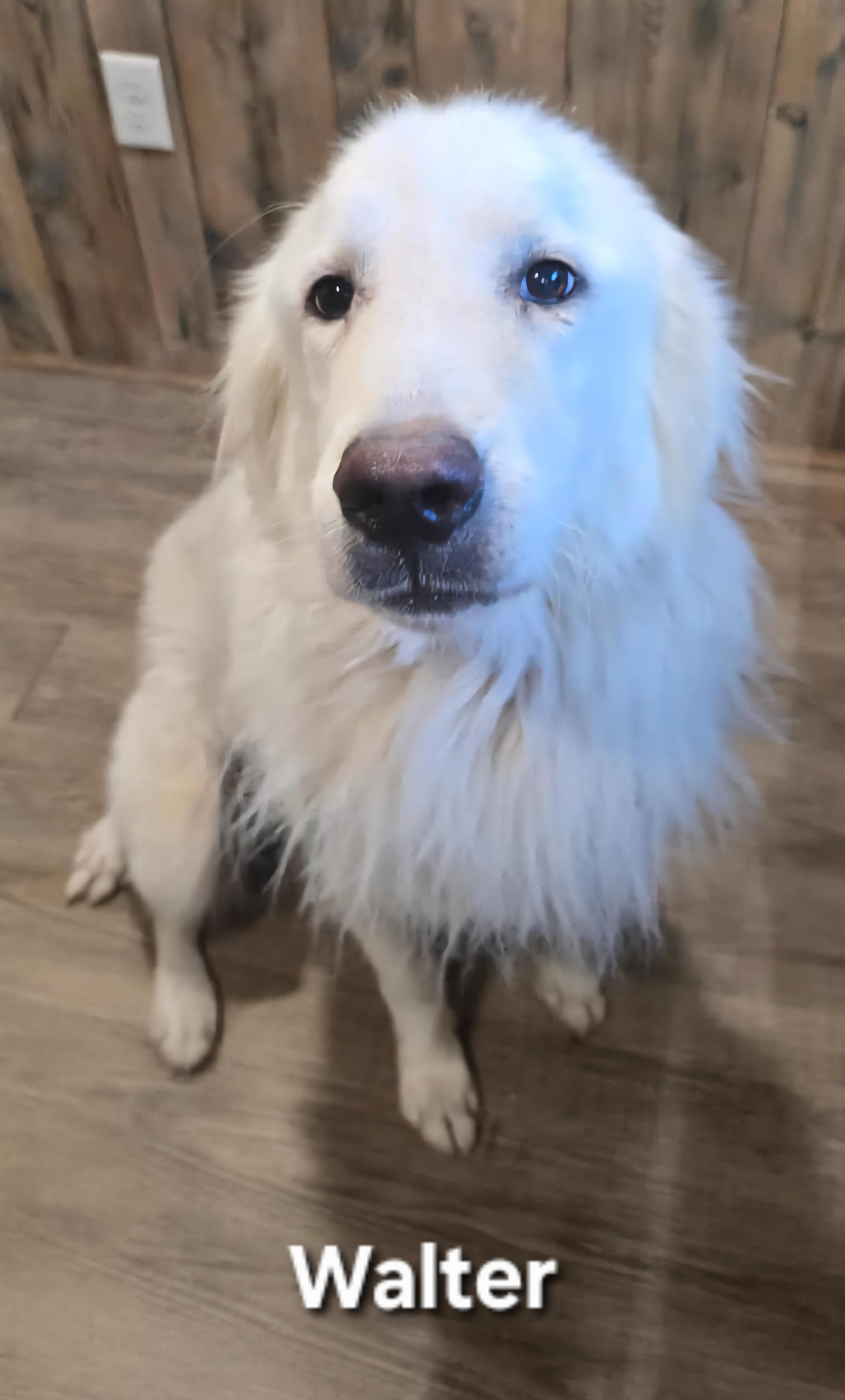 Enlarge Walt, an adopted Great Pyrenees in Camden, AR image 1/1