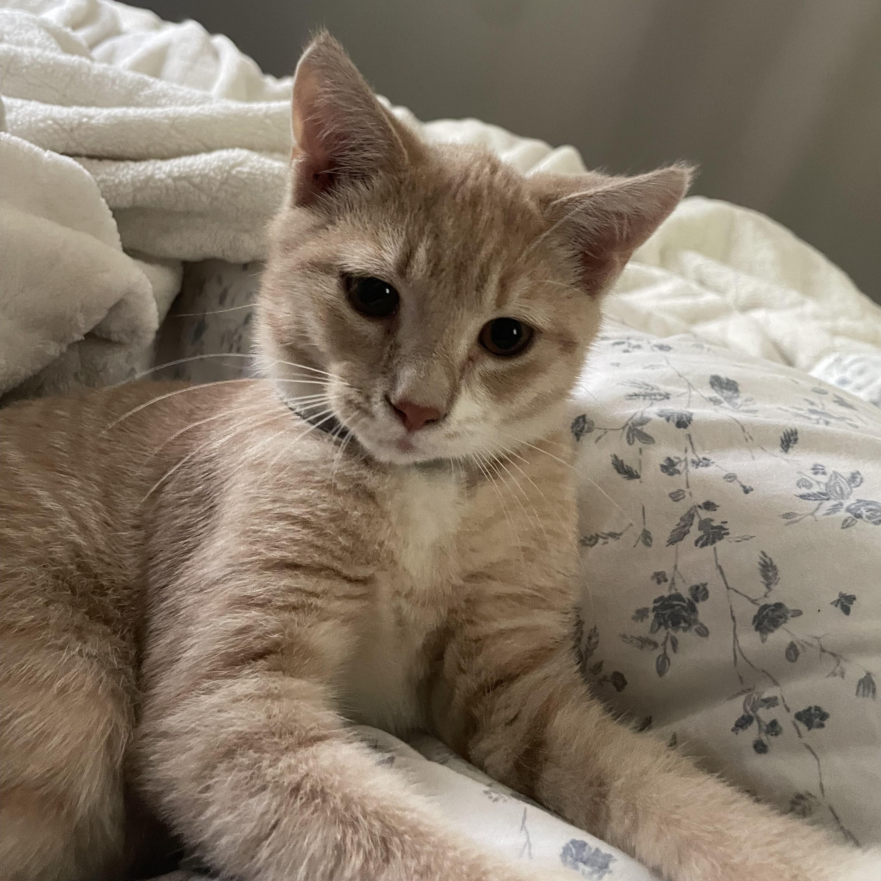 Trinidad Scorpion, Adoptable, Kitten Male Domestic Short Hair.