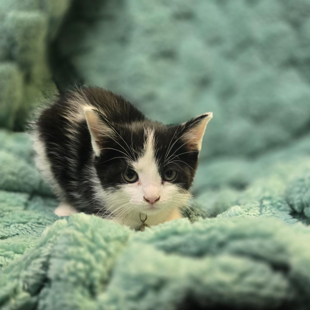 Rowan, a Adoptable Domestic Short Hair in Madison, WI image 1/6
