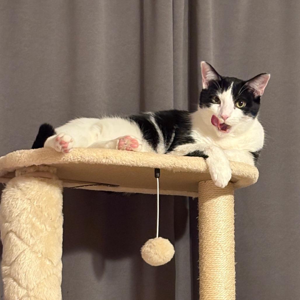 Rowan, a Adoptable Domestic Short Hair in Madison, WI image 2/6