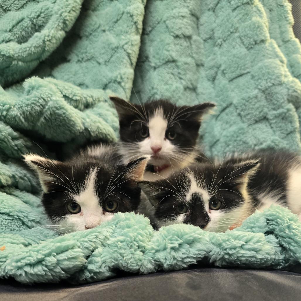 Rowan, a Adoptable Domestic Short Hair in Madison, WI image 3/6