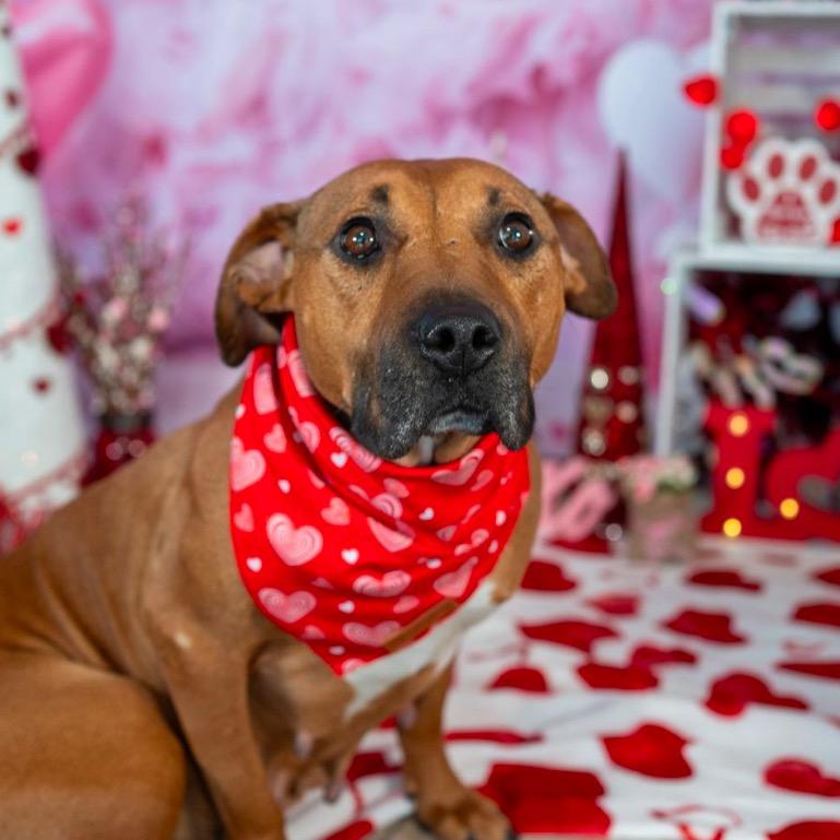 Abby, Adoptable, Adult Female Pit Bull Terrier.