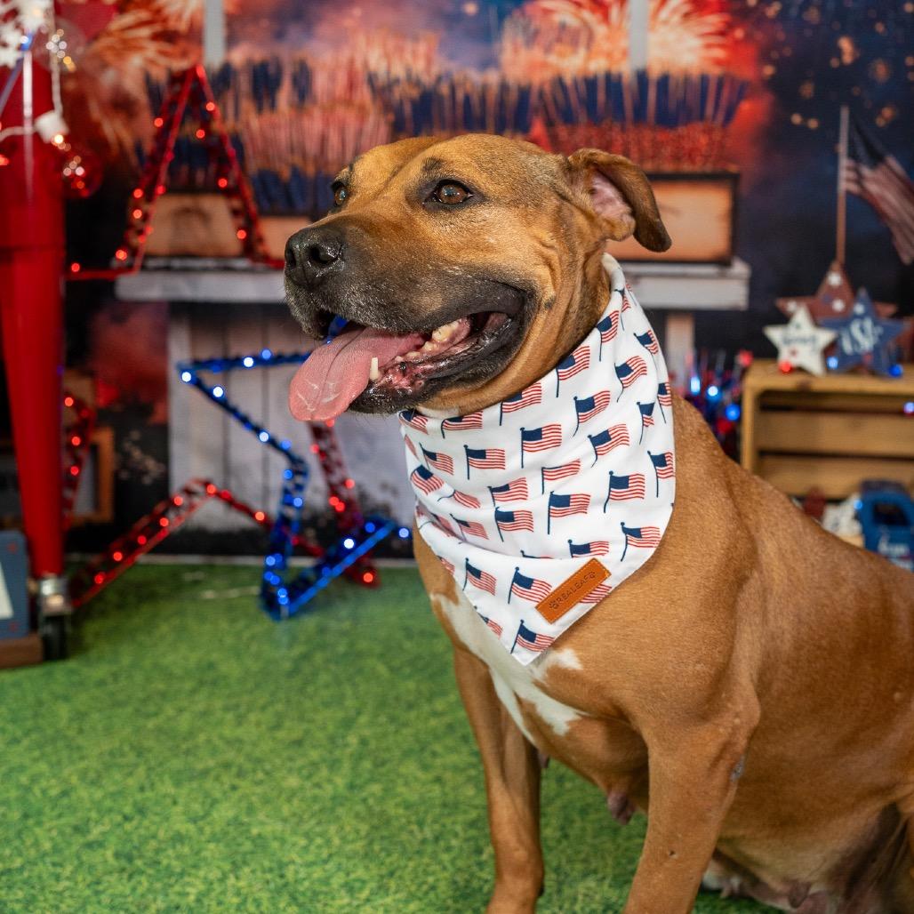 Abby, a Adoptable Pit Bull Terrier in Aberdeen, NC image 2/6