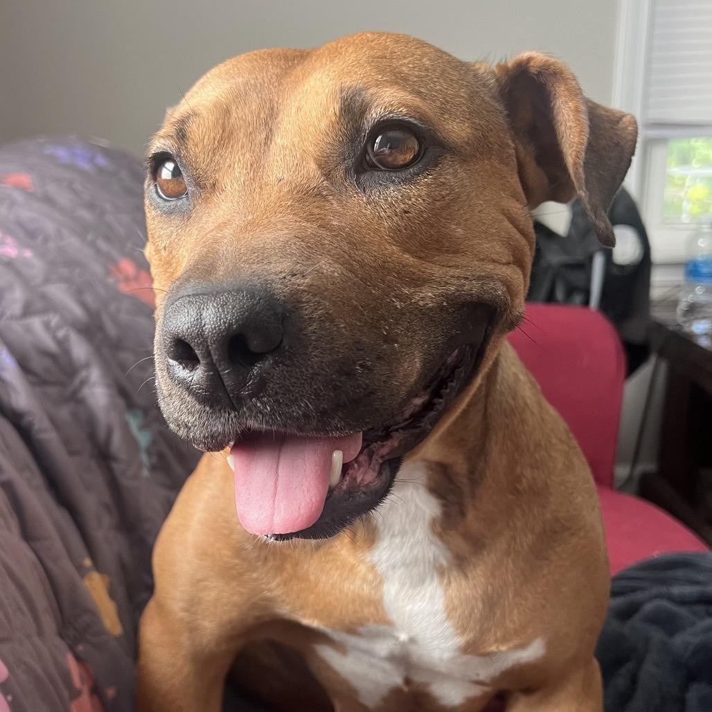 Abby, a Adoptable Pit Bull Terrier in Aberdeen, NC image 3/6