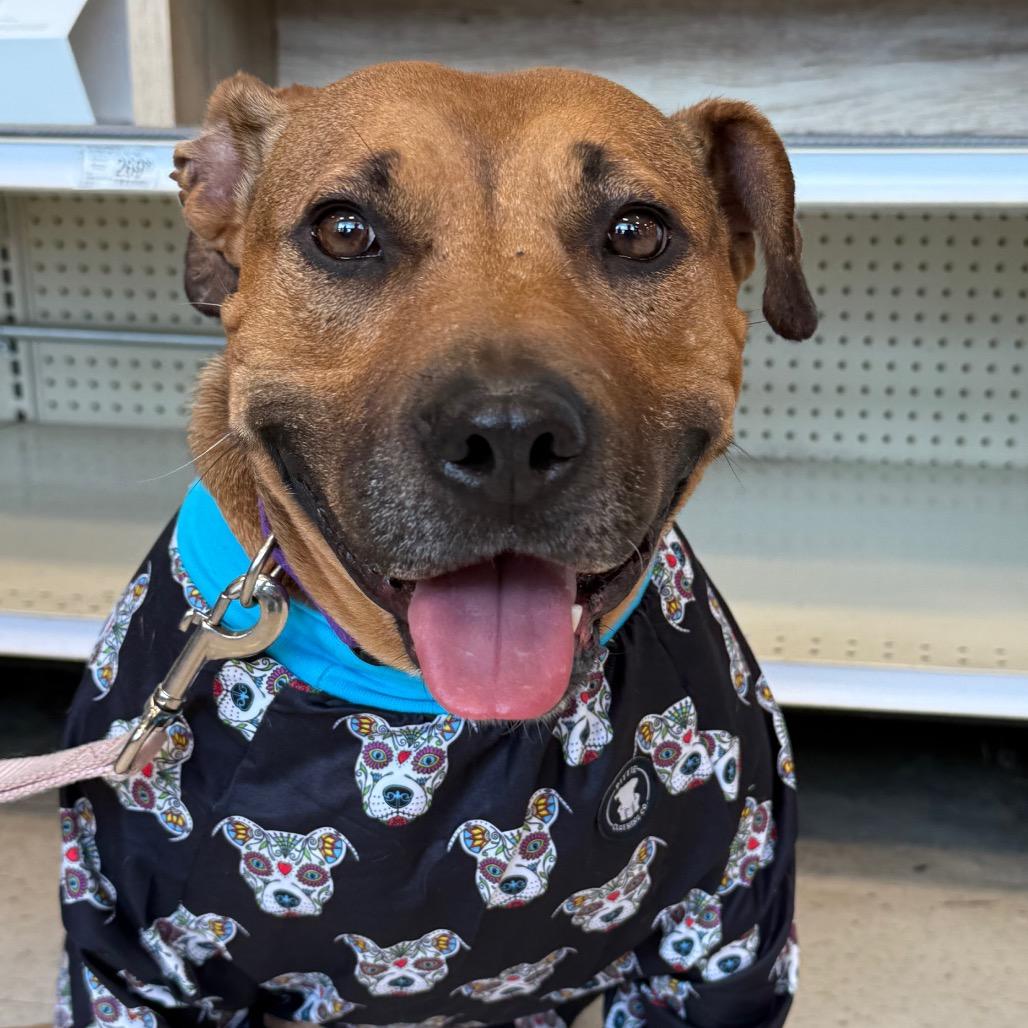 Abby, a Adoptable Pit Bull Terrier in Aberdeen, NC image 4/6