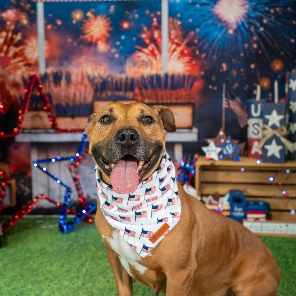 Abby, a Adoptable Pit Bull Terrier in Aberdeen, NC image 5/6