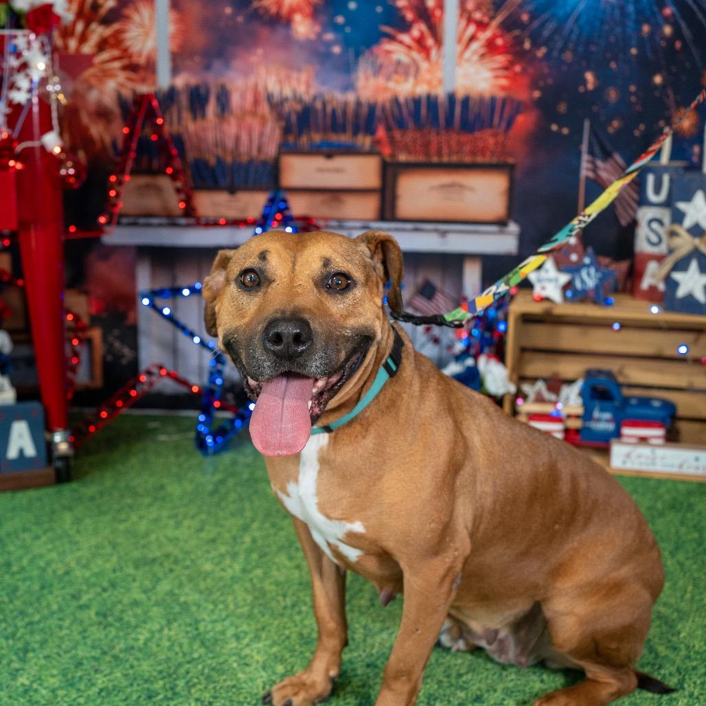 Abby, a Adoptable Pit Bull Terrier in Aberdeen, NC image 6/6
