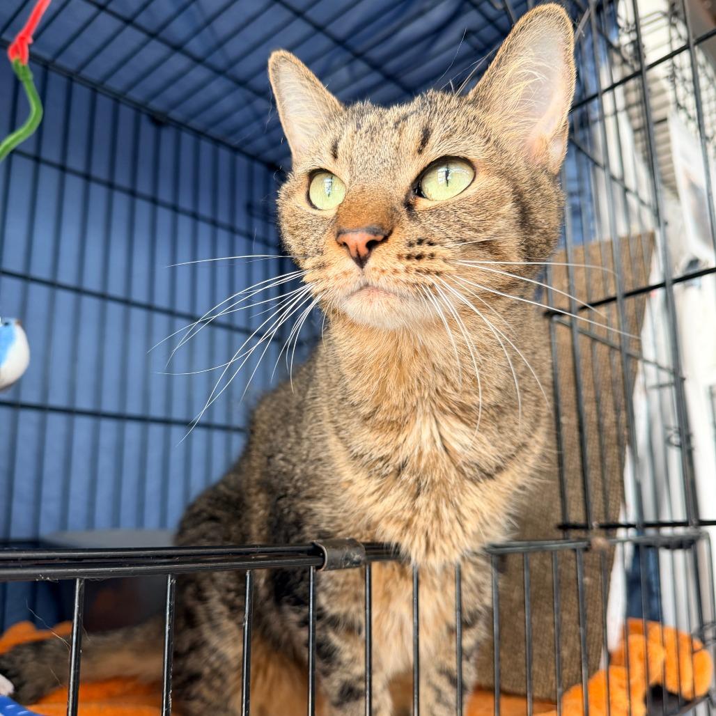 Enlarge Lily, a Adoptable Domestic Short Hair in New York, NY image 1/6