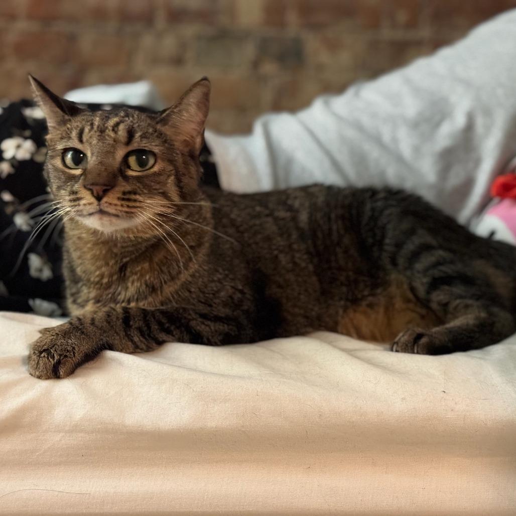 Enlarge Lily, a Adoptable Domestic Short Hair in New York, NY image 2/6