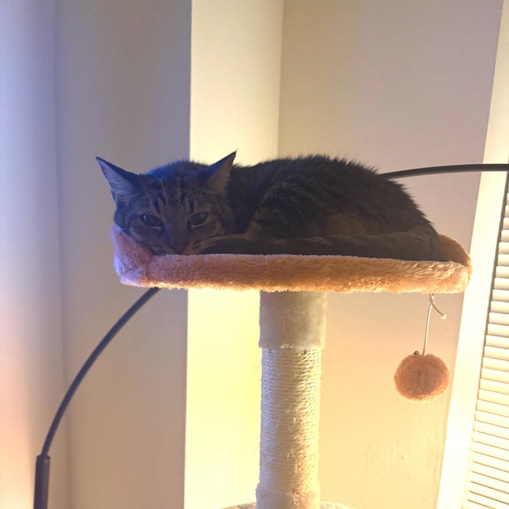 Enlarge Lily, a Adoptable Domestic Short Hair in New York, NY image 3/6