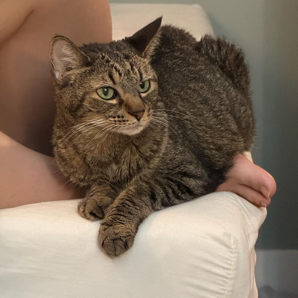 Enlarge Lily, a Adoptable Domestic Short Hair in New York, NY image 4/6