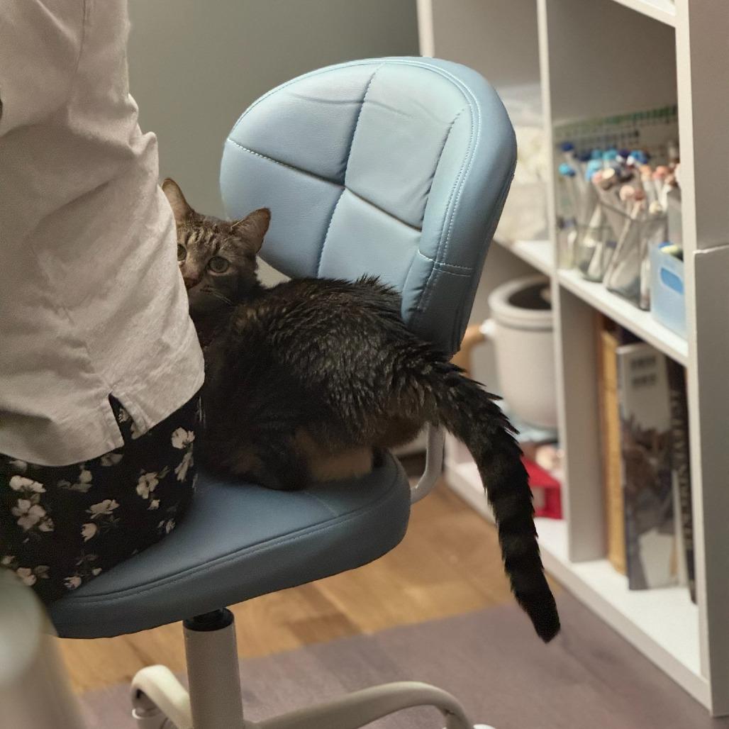 Enlarge Lily, a Adoptable Domestic Short Hair in New York, NY image 5/6