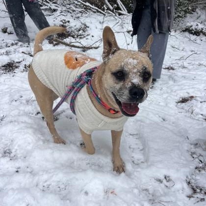 Enlarge Franny, a Adoptable Mixed Breed in Athens, GA image 1/6