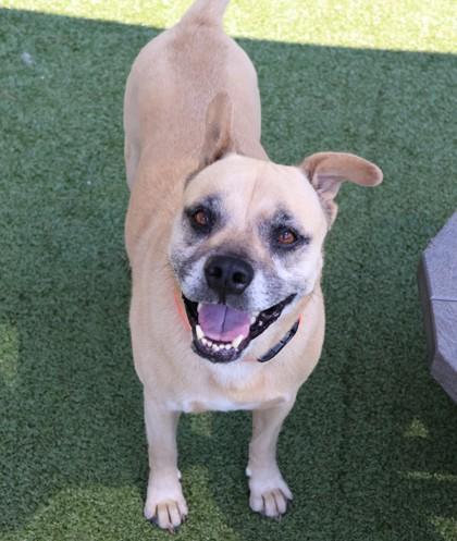 Enlarge Franny, a Adoptable Mixed Breed in Athens, GA image 2/6