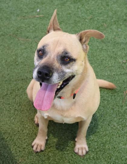 Franny, Adoptable, Adult Female Mixed Breed.