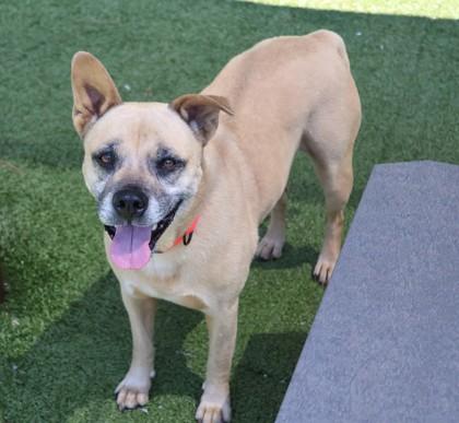 Franny, a Adoptable Mixed Breed in Athens, GA image 2/3