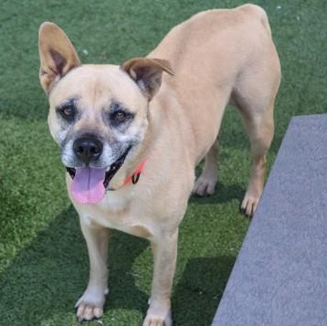 Enlarge Franny, a Adoptable Mixed Breed in Athens, GA image 5/6