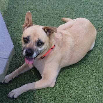 Enlarge Franny, a Adoptable Mixed Breed in Athens, GA image 6/6