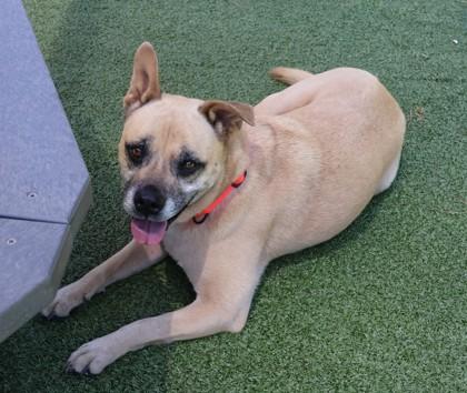 Franny, a Adoptable Mixed Breed in Athens, GA image 3/3