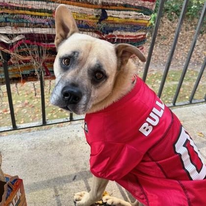 Franny, Adoptable, Adult Female Mixed Breed.