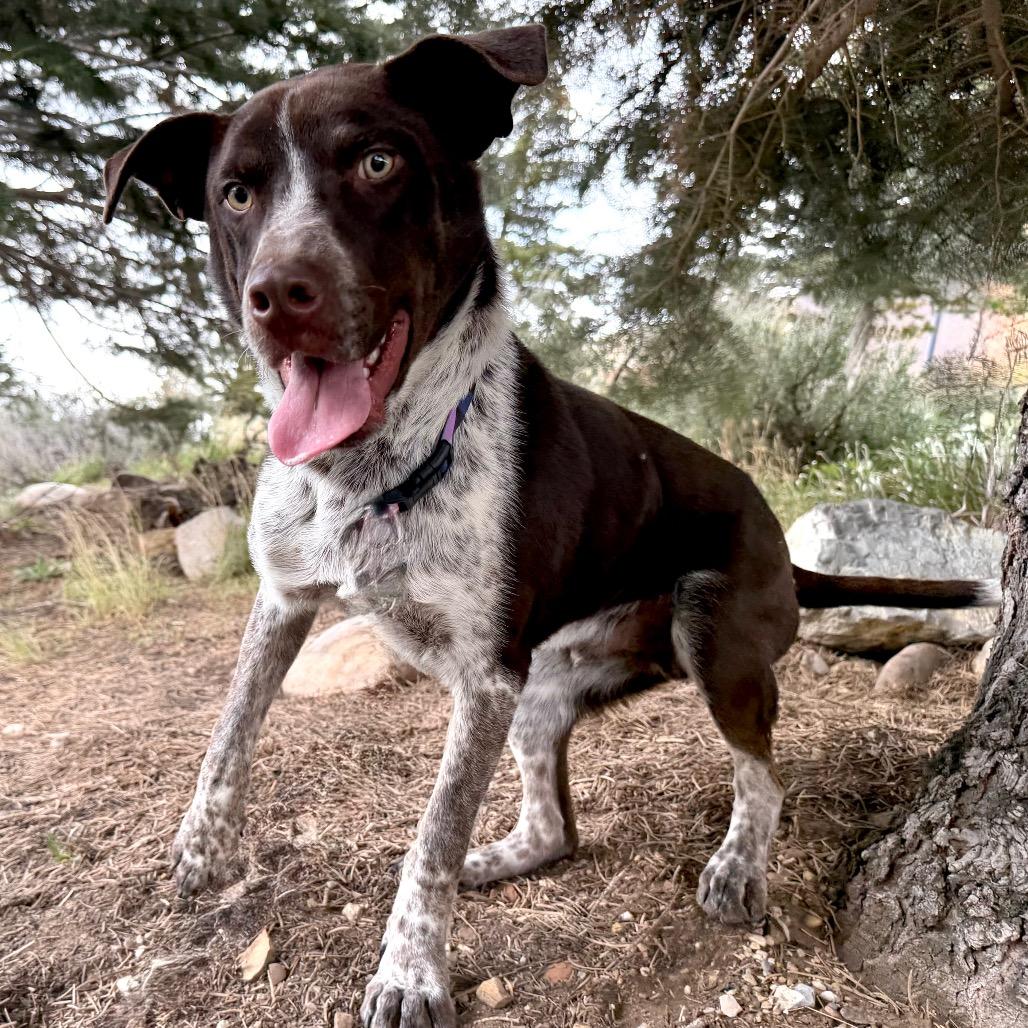 Mikey, a Adoptable Mixed Breed in Park City, UT image 1/6