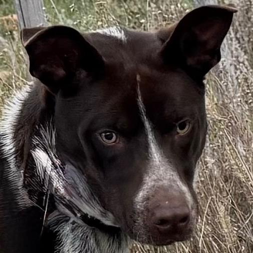 Mikey, a Adoptable Mixed Breed in Park City, UT image 2/6