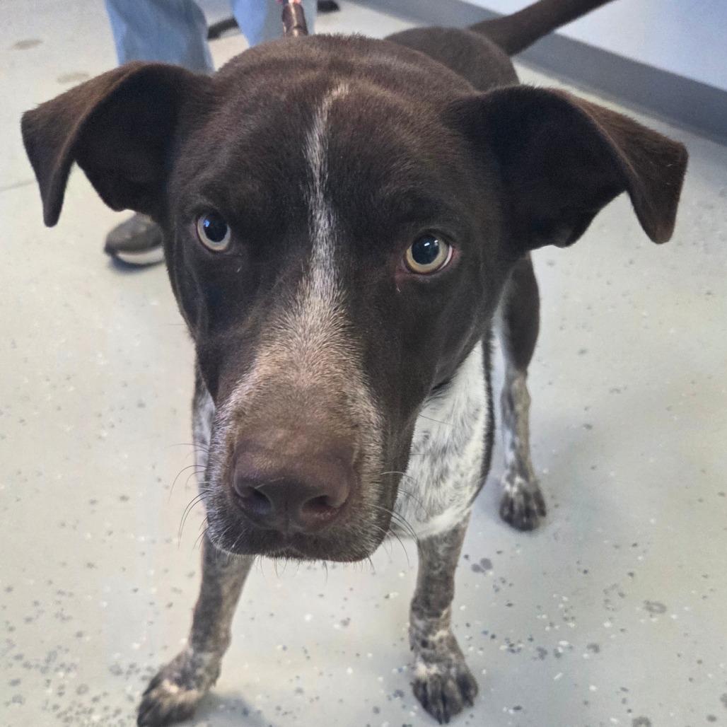 Mikey, a Adoptable Mixed Breed in Park City, UT image 3/6
