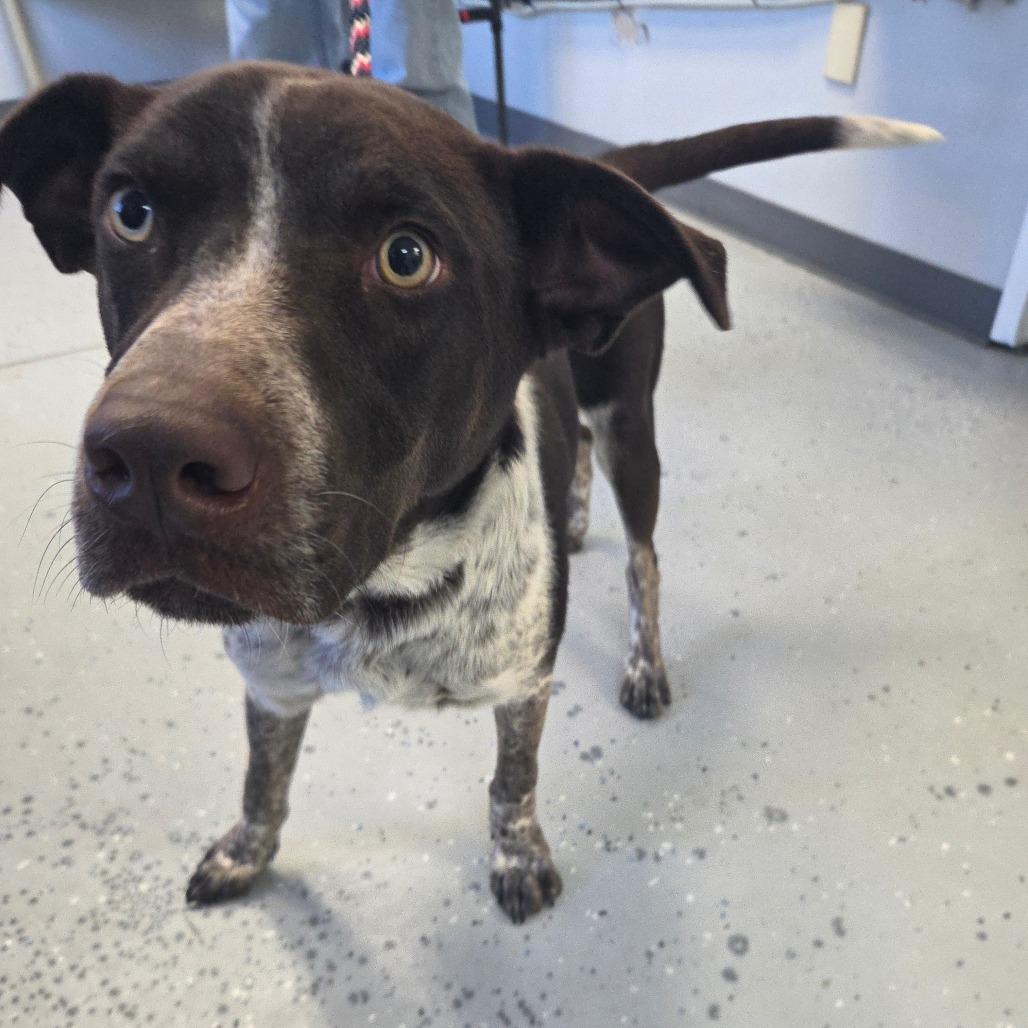 Mikey, a Adoptable Mixed Breed in Park City, UT image 5/6