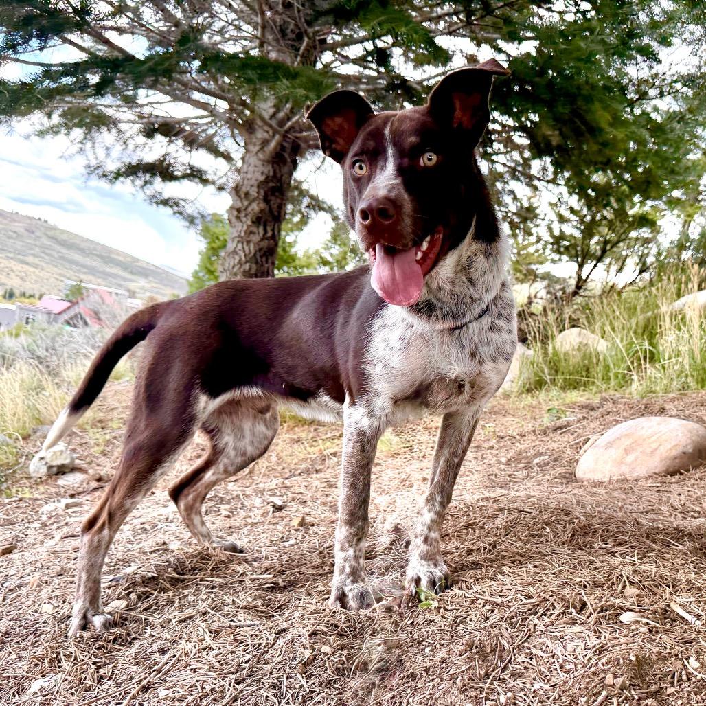Mikey, a Adoptable Mixed Breed in Park City, UT image 6/6