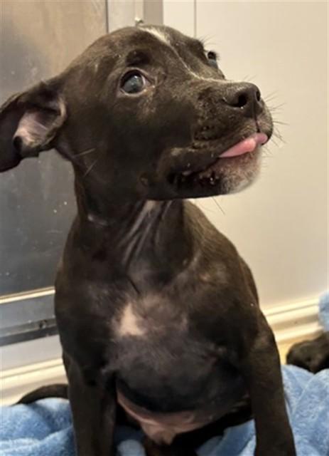 Enlarge FRITZ, a Adoptable mixed breed in Casper, WY image 1/1