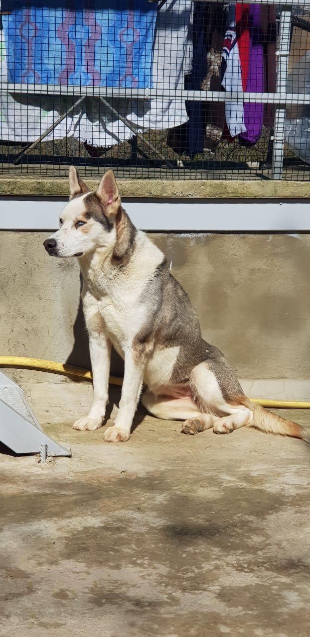 Chelsea, a Adoptable Husky in Pierrefonds, QC image 2/6
