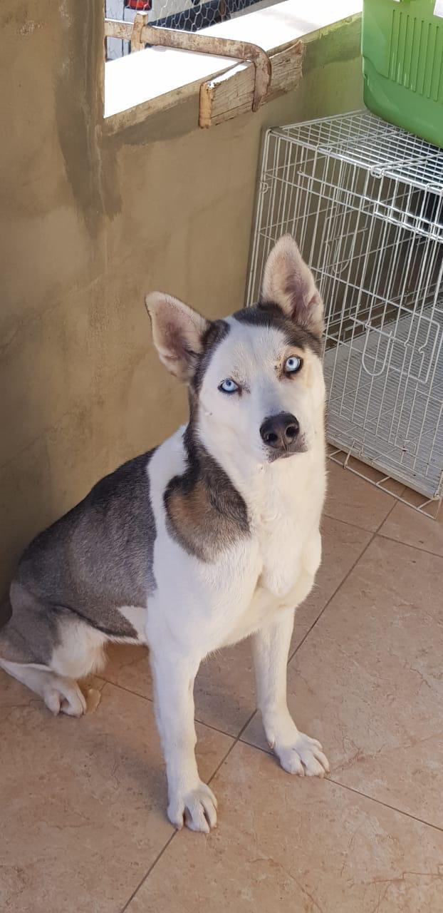 Chelsea, a Adoptable Husky in Pierrefonds, QC image 6/6