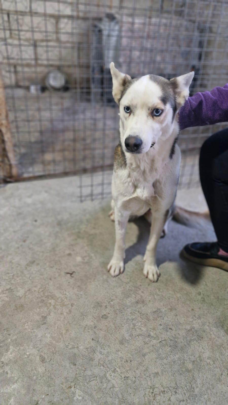 Chelsea, a Adoptable Husky in Pierrefonds, QC image 5/6